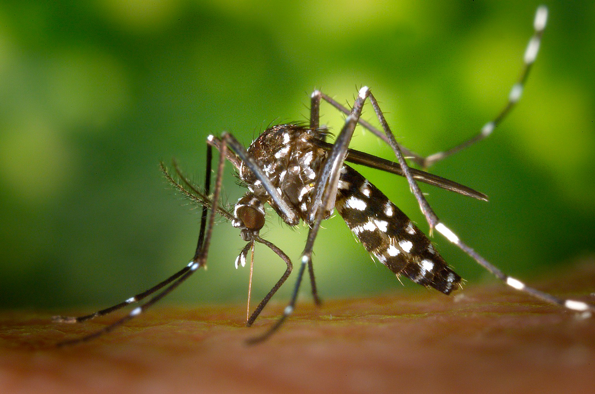 Mosquito Alert Bcn