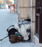 151112 dormiralcarrer.gif