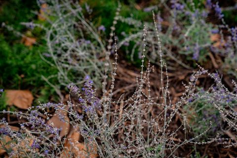 2asessio_jardinssensereg