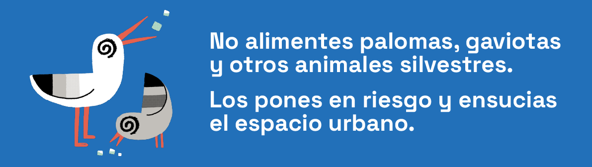 NO alimentes palomas, gaviotas y otros animales silvestres.
