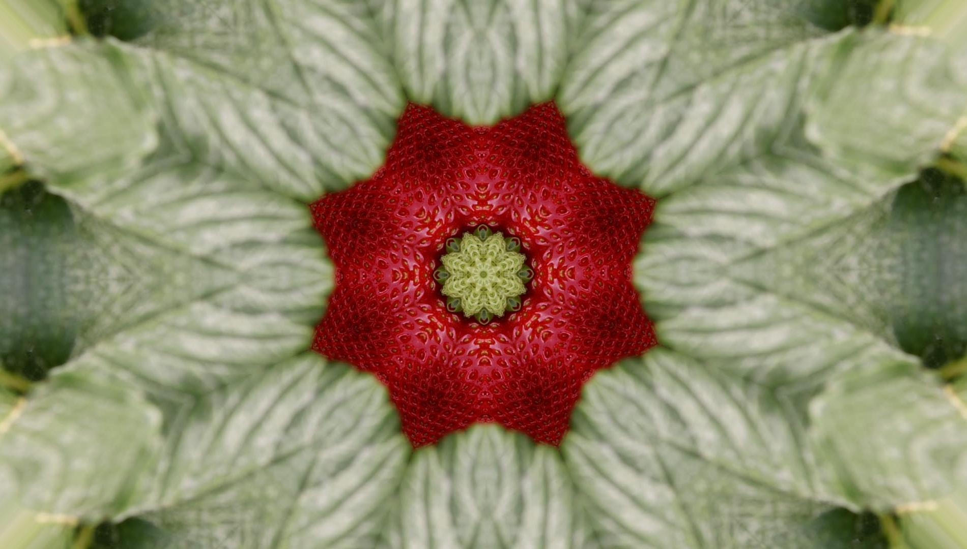 Julia Montilla Strawberry Fields 2025 2026