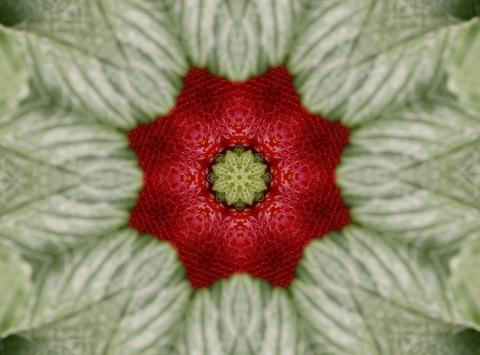 Julia Montilla Strawberry Fields 2025 2026