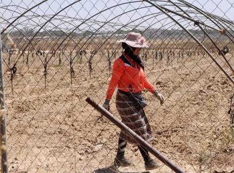 Julia Montilla Strawberry Fields 2025 2026 3