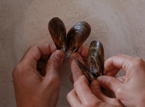 Desbordament mariposas