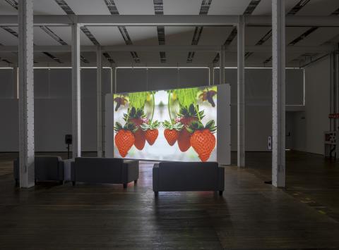 Julia Montilla Strawberry Fields 2025 2026