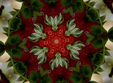 Projecció Strawberry amb Gemma Casal