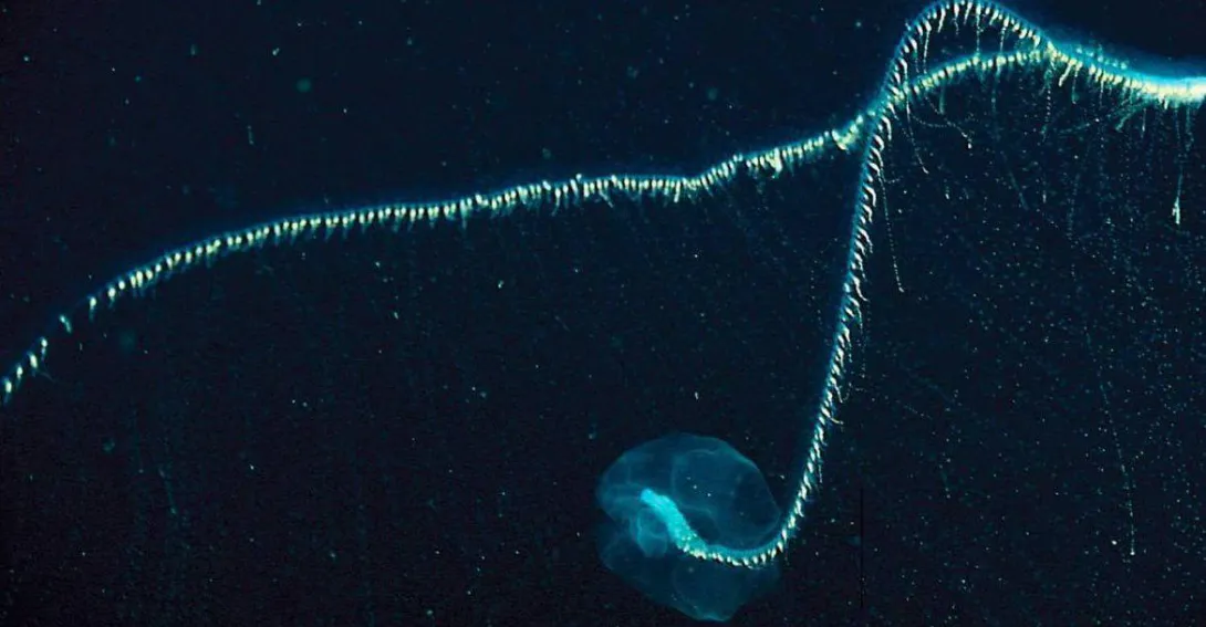 La romería del sifonóforo