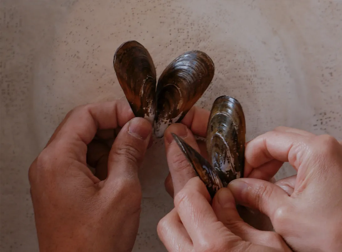 Desbordament mariposas