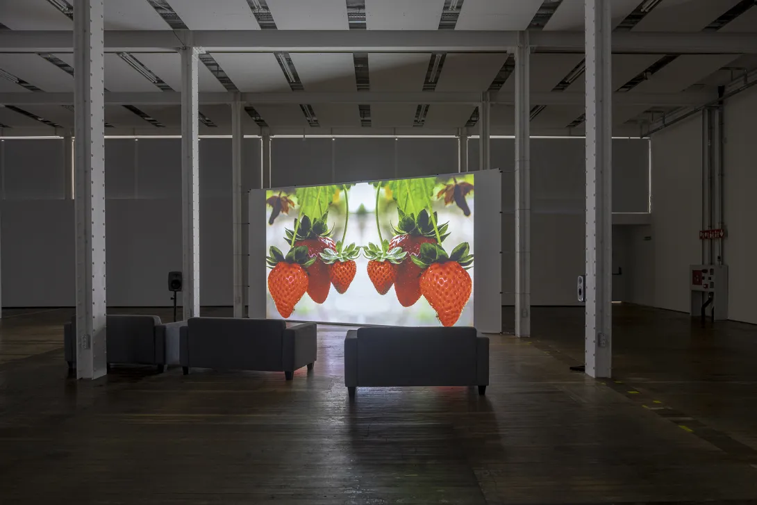 Strawberry Fields finestra exposició