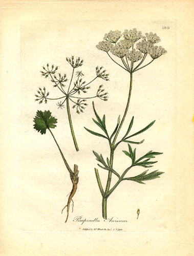L'anís, batafaluga o matafaluga (Pimpinella anisum)