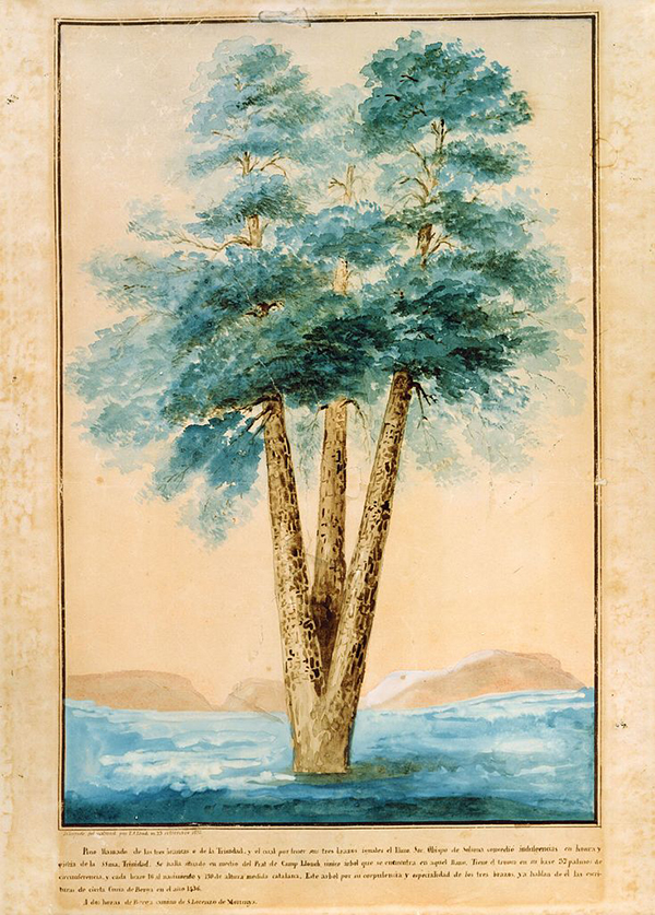 Pi de les Tres Branques. Il·lustració del pi, del segle XIX