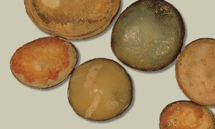 Jornades ‘Els primers pagesos i el mar: noves dades arqueològiques a Barcelona, Cadis i Marsella’