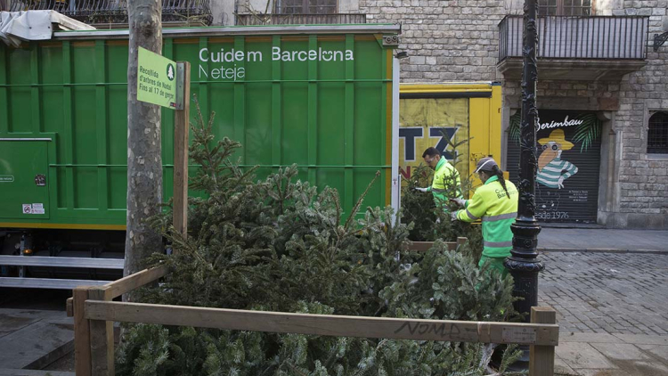 punt de recollida d’avets de Nadal en un carrer daPunto de recogida de abetos de Navidad en una calle del distrito de Ciutat Vellal districte de Ciutat Vella