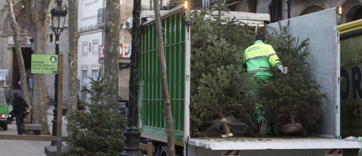 Workers collecting Christmas trees