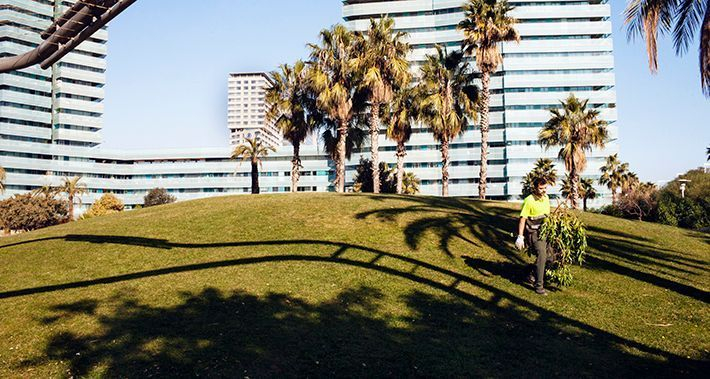 Treballador de Parcs i Jardins recollint branques tallades dels arbres 