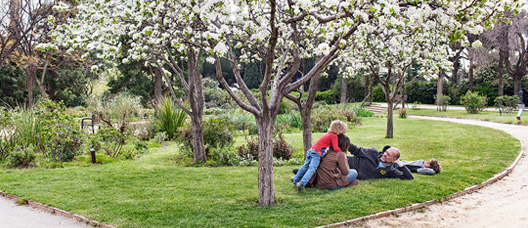 Una familia en un parque tumbados en el césped bajo unos árboles en flor