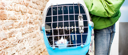 Gato en el interior de una cesta de transporte para animales de compañía