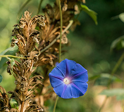 Photography of a green area with a blue flower on the foreground