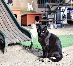 Gato negro junto a un tobogán y más gatos detrás