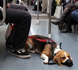 Dog wearing a muzzle on the train