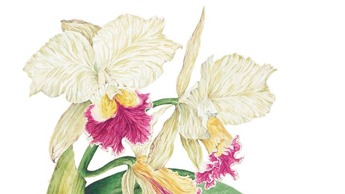 Ilustración de una planta hecha por Joaquim Conca